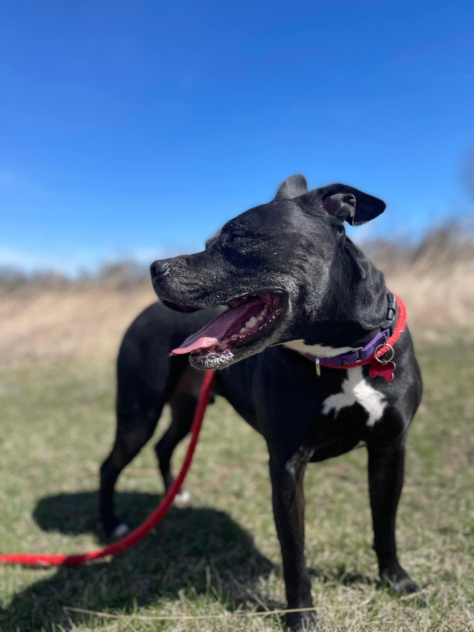 adoptable Dog in Cedar Rapids, IA named Porter