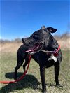 adoptable Dog in , IA named Porter