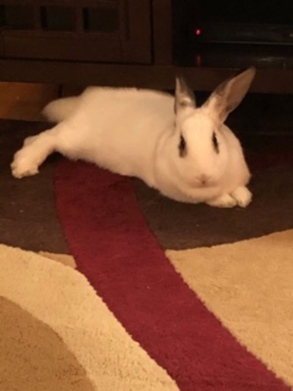 adoptable Rabbit in Cedar Rapids, IA named Paris