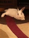 adoptable Rabbit in , IA named Paris