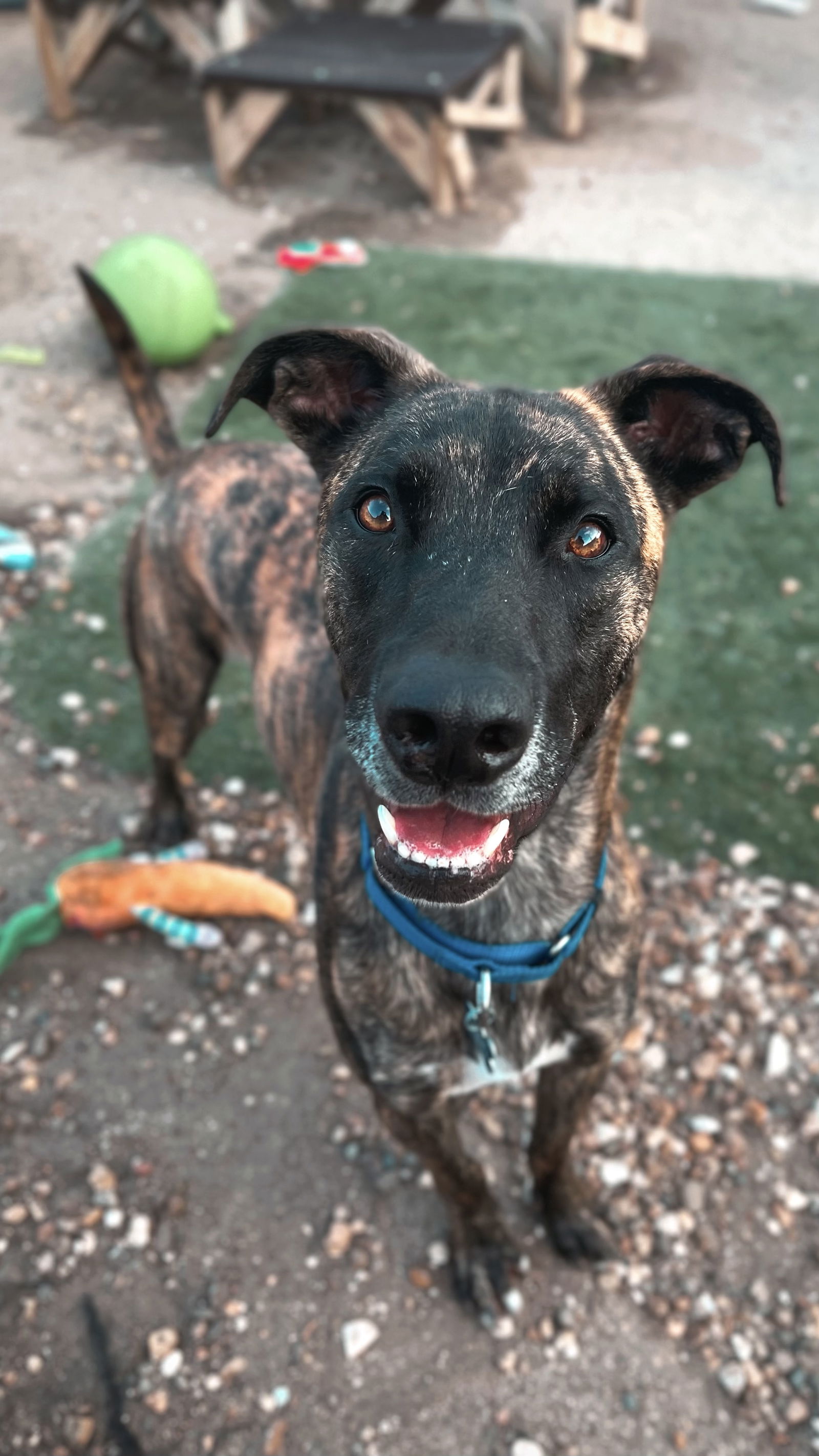 adoptable Dog in Cedar Rapids, IA named Tiger