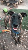 adoptable Dog in , IA named Tiger