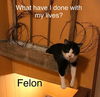 Felon