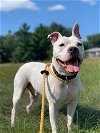 adoptable Dog in , IA named Dodger