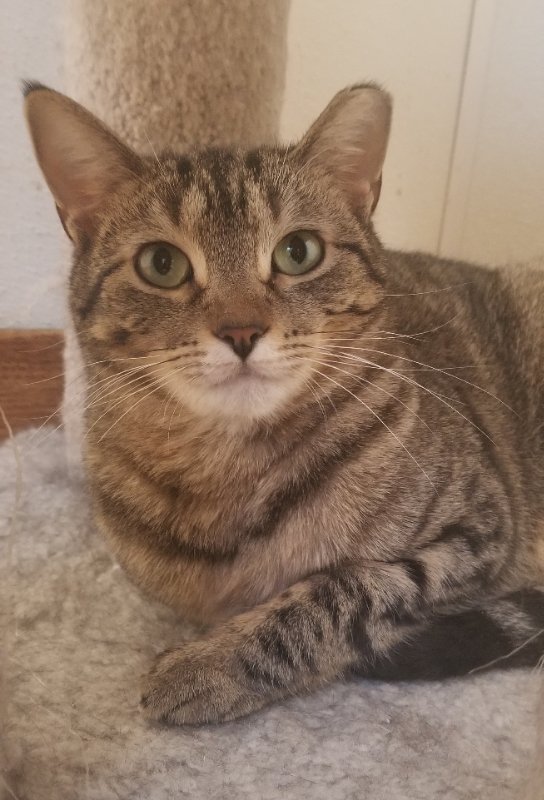 adoptable Cat in Cedar Rapids, IA named Starr