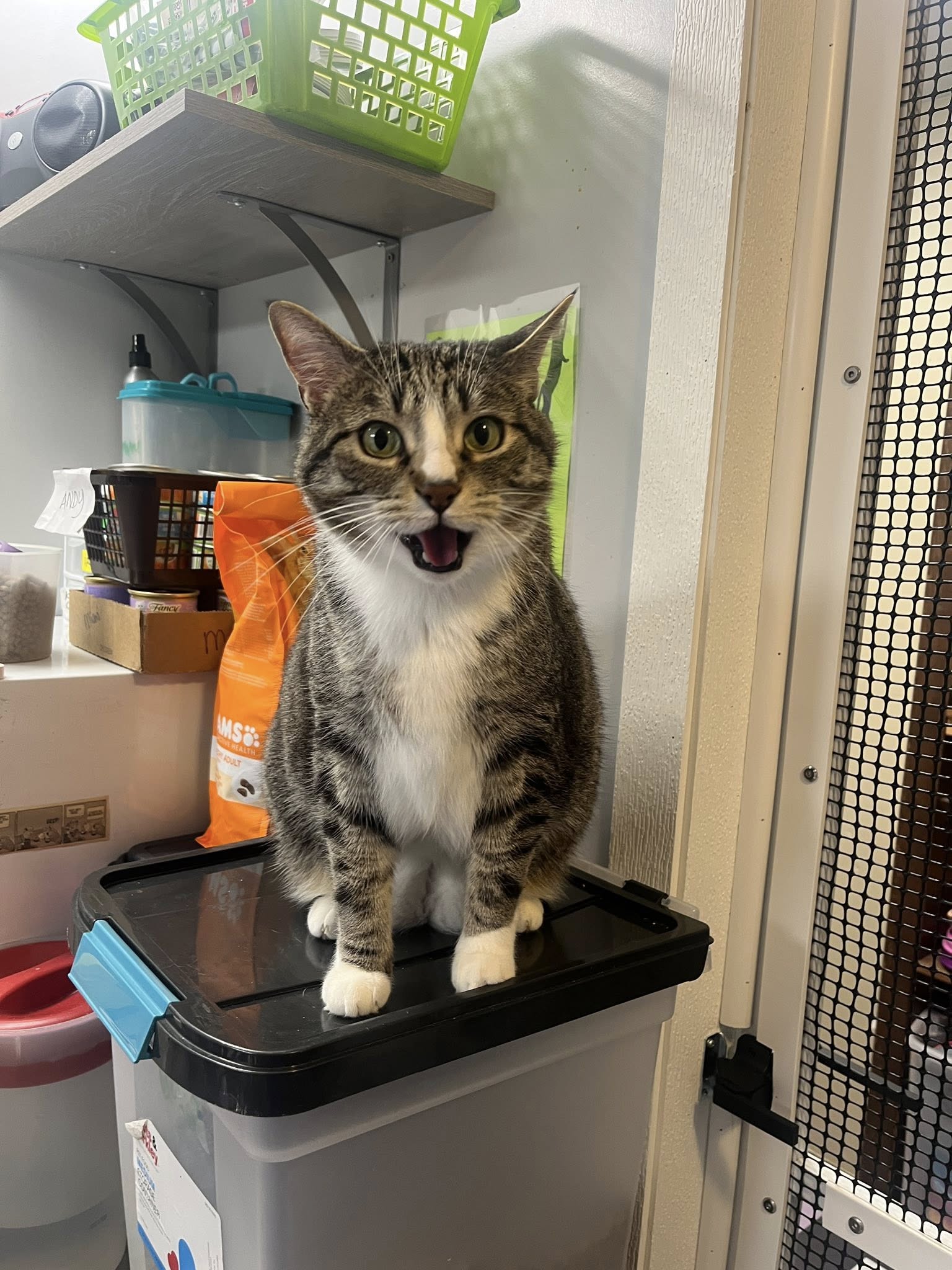 Benji