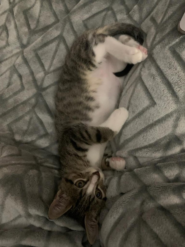 Benji