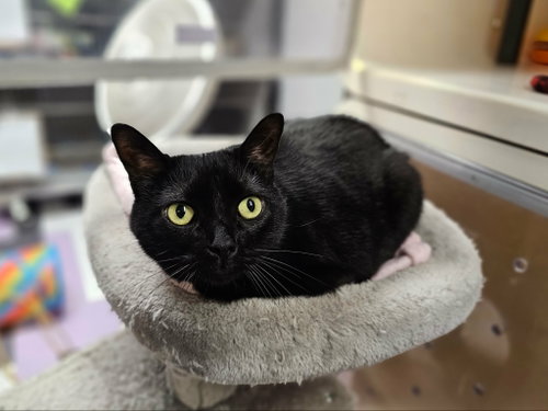 picture of the cat needing adoption