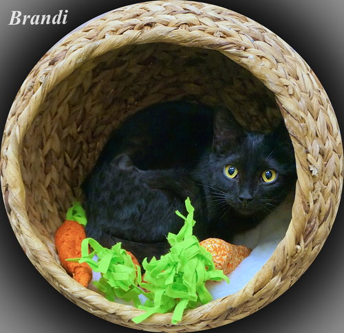 Photo 6 of Brandi