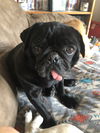 Pugalini