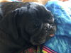 Pugalini