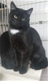 adoptable Cat in , IA named Clancy