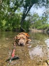 adoptable Dog in cedar rapids, IA named Baron