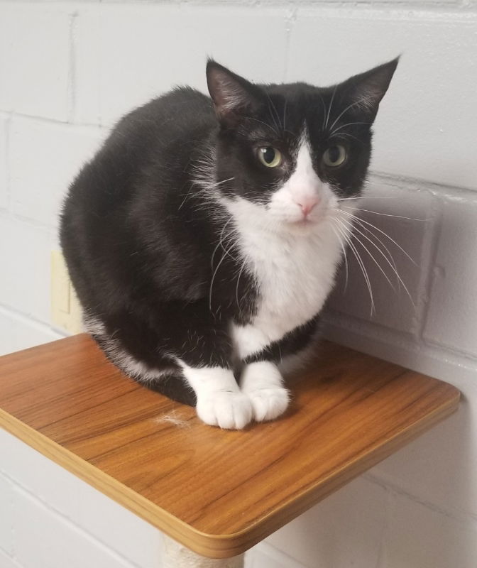 adoptable Cat in Cedar Rapids, IA named Jean