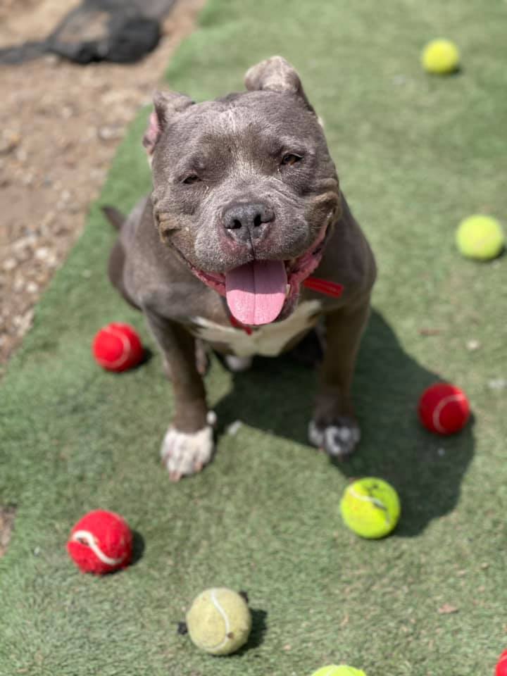 adoptable Dog in Cedar Rapids, IA named Porkchop