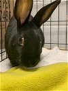 adoptable Rabbit in , IA named Sundae