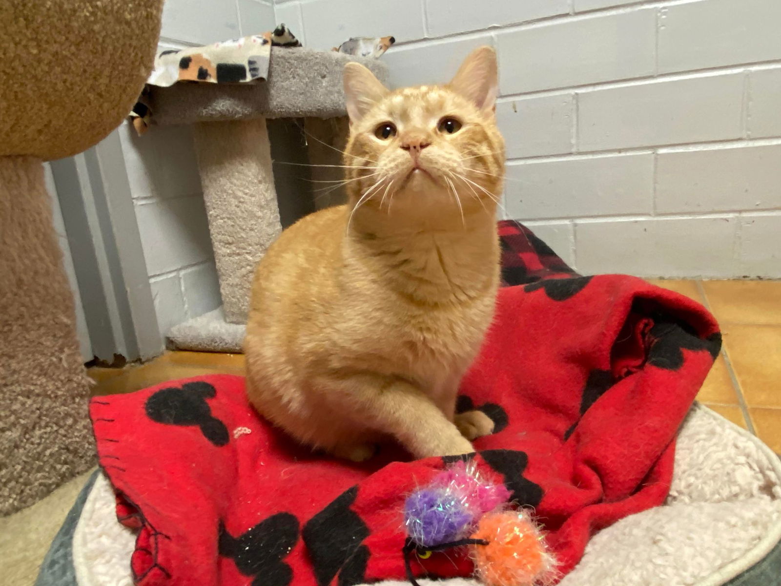 adoptable Cat in Cedar Rapids, IA named Liam