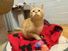 adoptable Cat in , IA named Liam