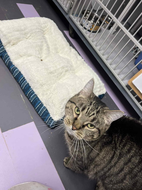 PHOENIX - Domestic Short Hair available for adoption