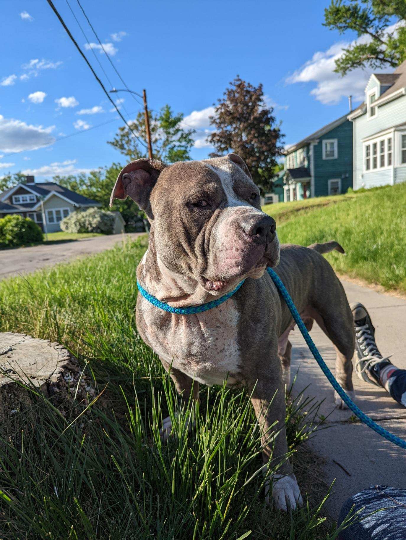 adoptable Dog in Cedar Rapids, IA named Oscar