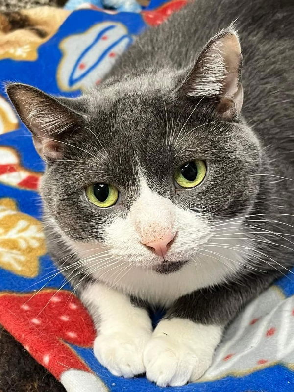 adoptable Cat in Cedar Rapids, IA named Grayson