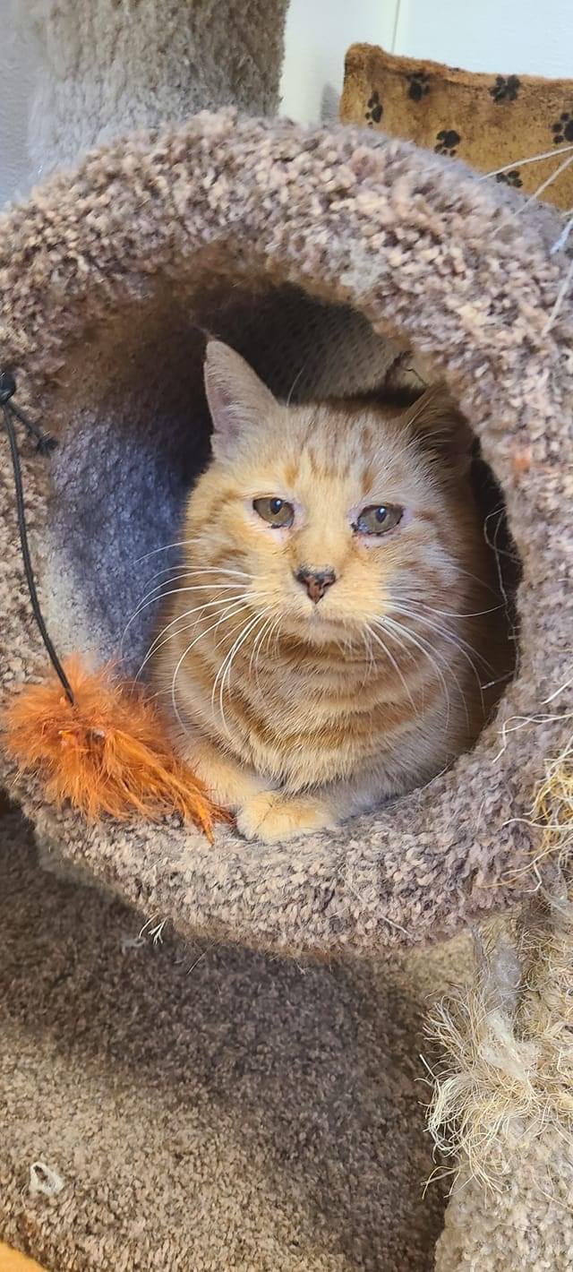 adoptable Cat in Cedar Rapids, IA named Tink