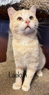 adoptable Cat in Cedar Rapids, IA named Laekyn