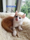 Antonio