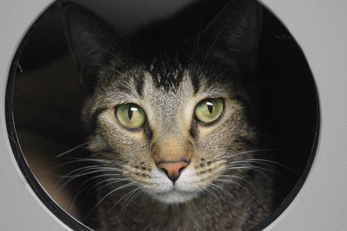 TOFU - Domestic Short Hair available for adoption