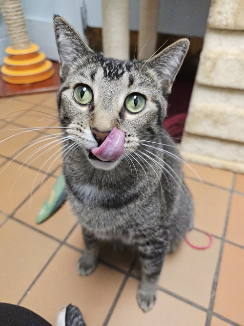 TOFU & EMILY - Domestic Short Hair available for adoption