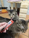 Tofu & Emily - Photo 4