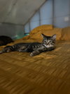 Tofu & Emily - Photo 7