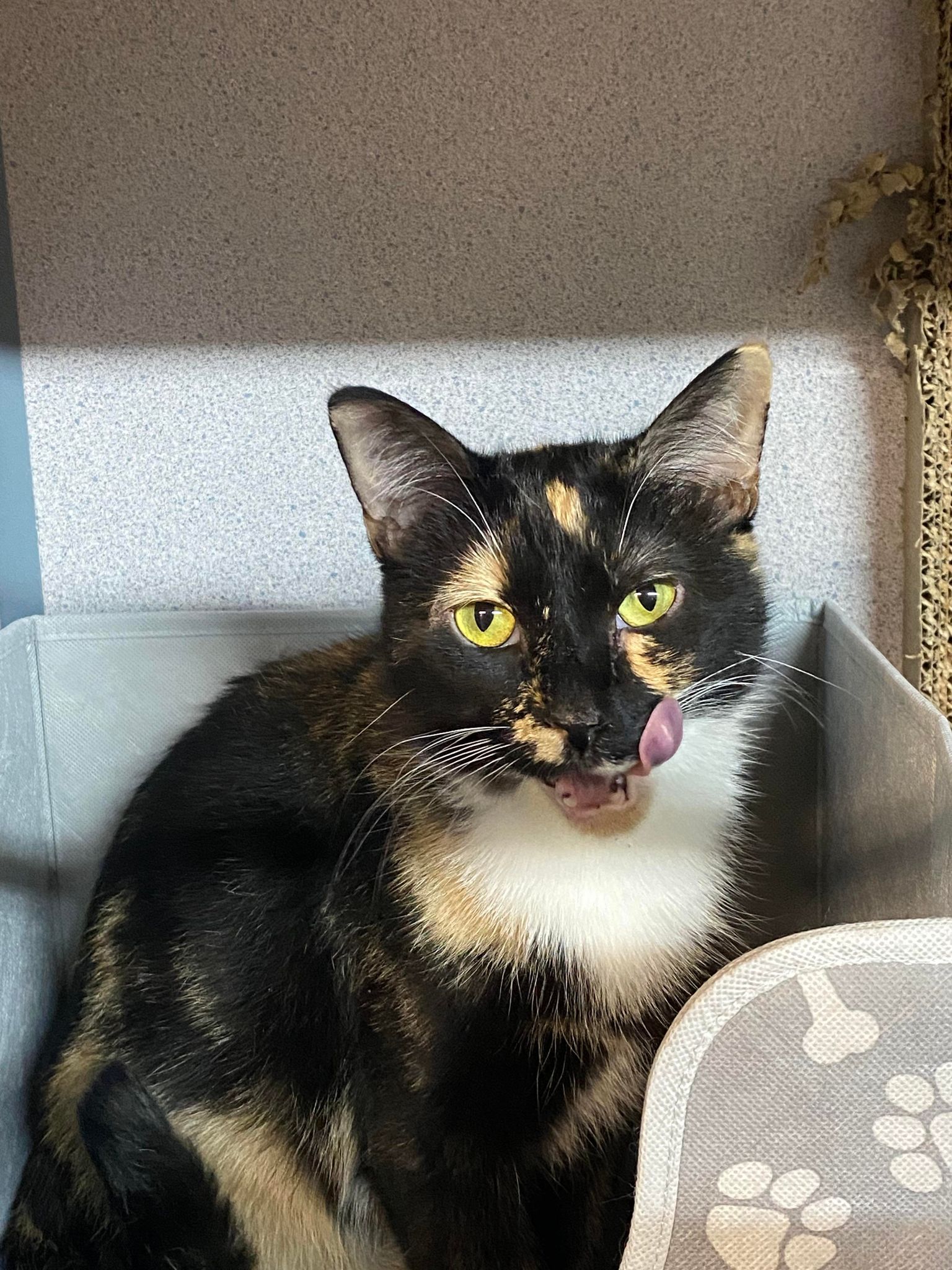 adoptable Cat in Cedar Rapids, IA named Caramel