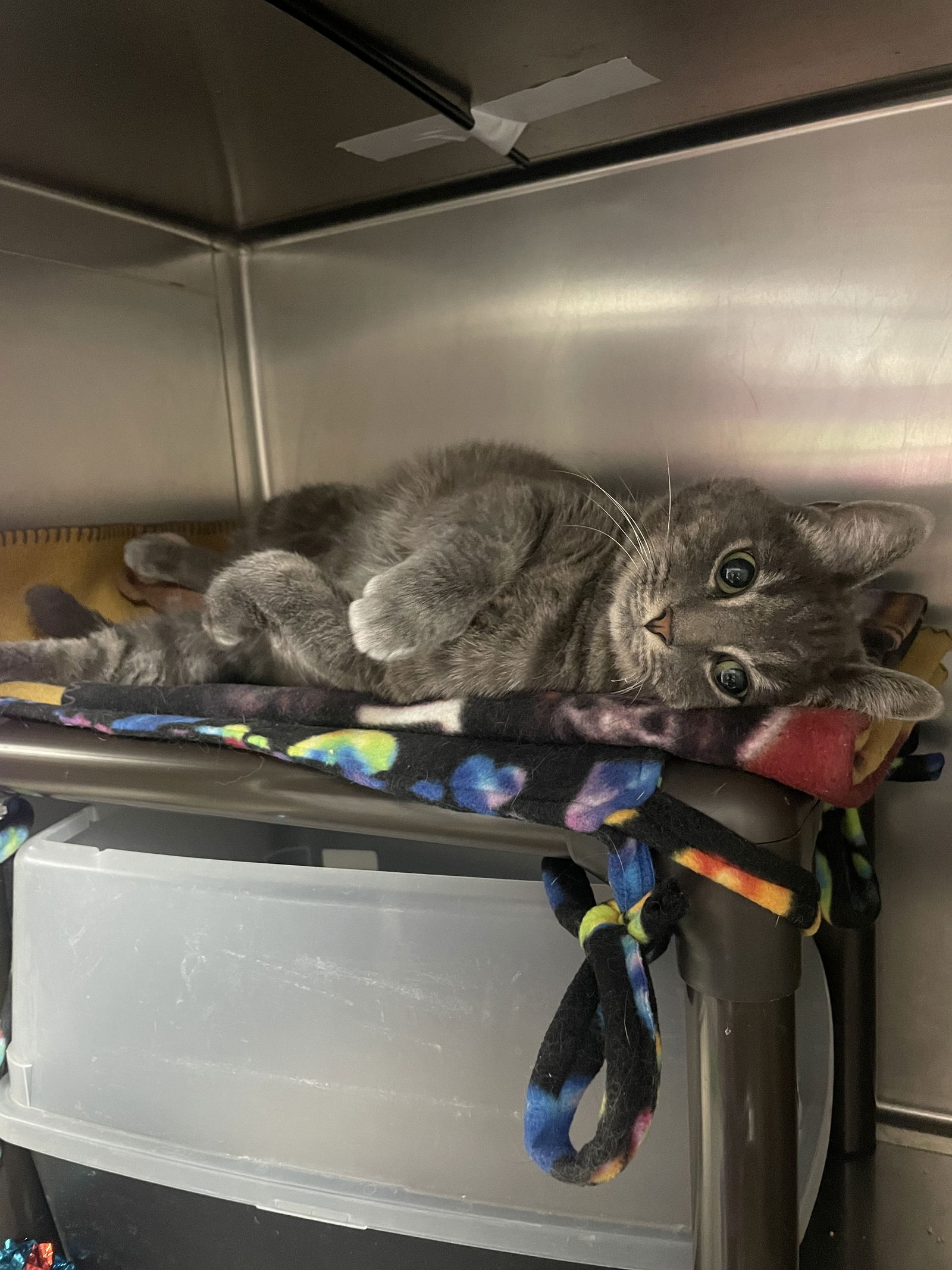 adoptable Cat in Cedar Rapids, IA named Radio