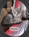 Walter