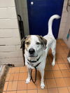 adoptable Dog in , IA named Houby