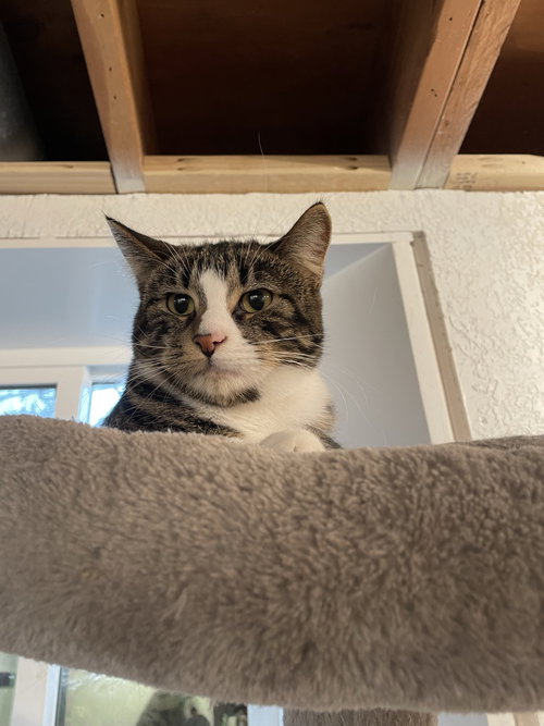 WATSON IC - Domestic Short Hair available for adoption