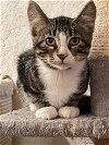 adoptable Cat in , IA named Watson IC