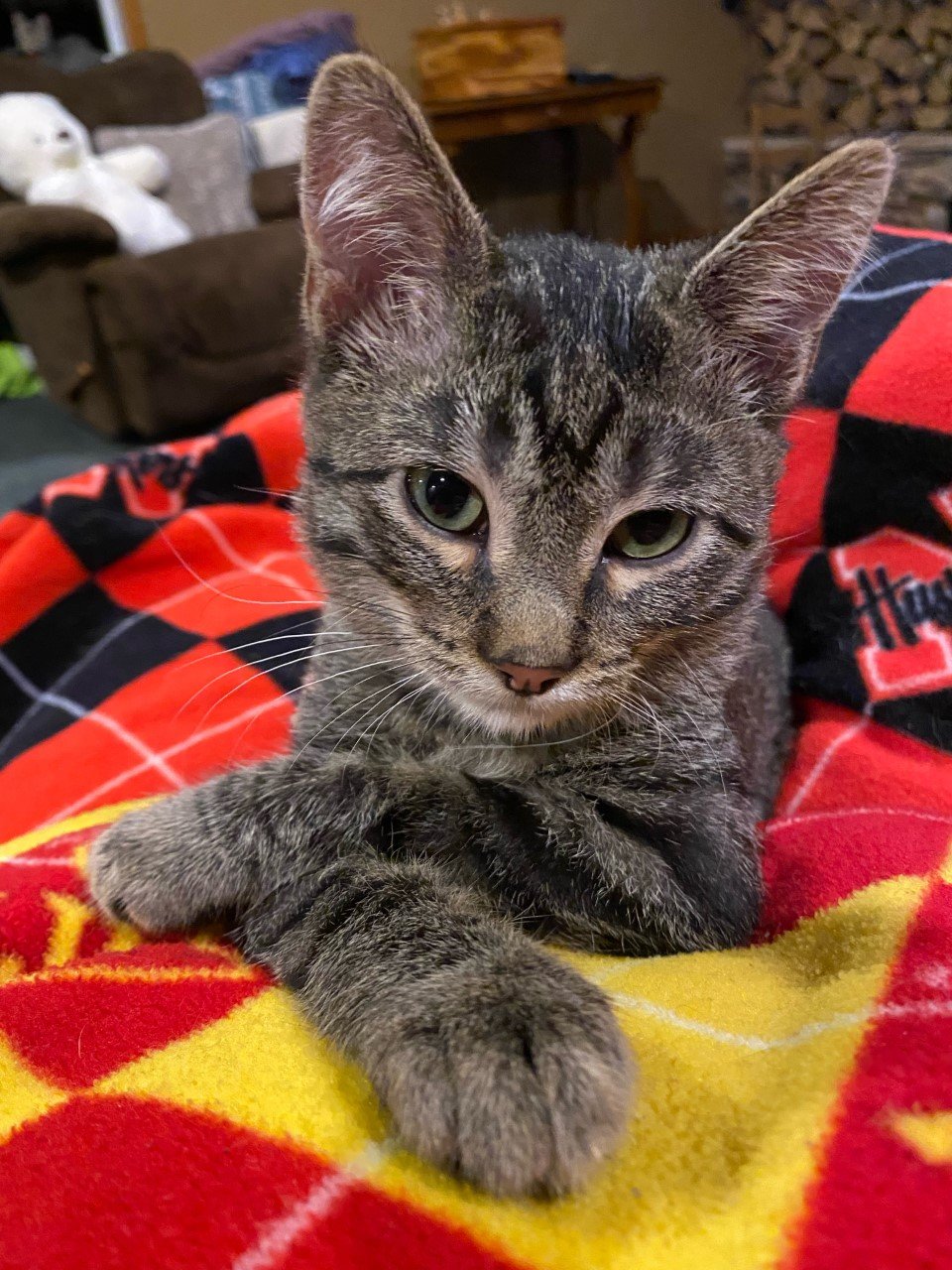 adoptable Cat in Cedar Rapids, IA named Onyx