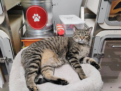 Emily, an adoptable Tabby in Cedar Rapids, IA