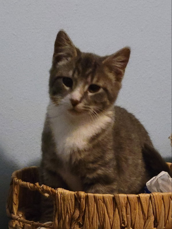 Cats for Adoption in Tama County, Iowa Alpha Paw