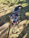 adoptable Dog in  named Steele