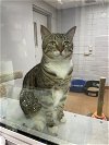 adoptable Cat in , IA named Charles