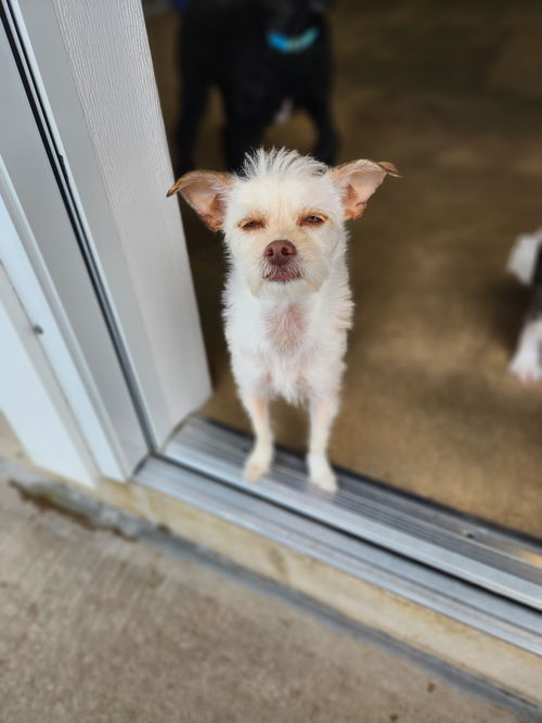 picture of the dog needing adoption
