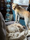 adoptable Dog in , IA named Ricky & Luna