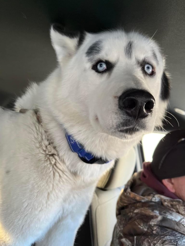 adoptable Dog in Cedar Rapids, IA named Bleu