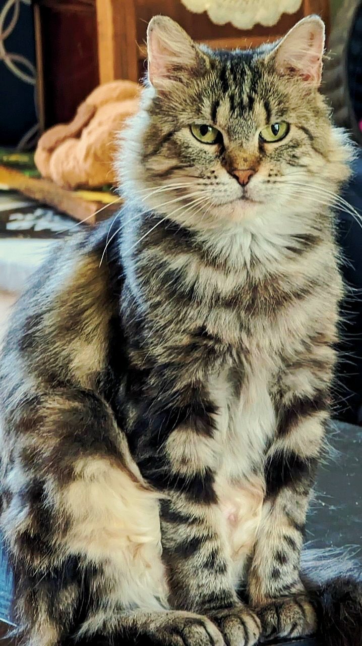 adoptable Cat in Cedar Rapids, IA named Dewlanna