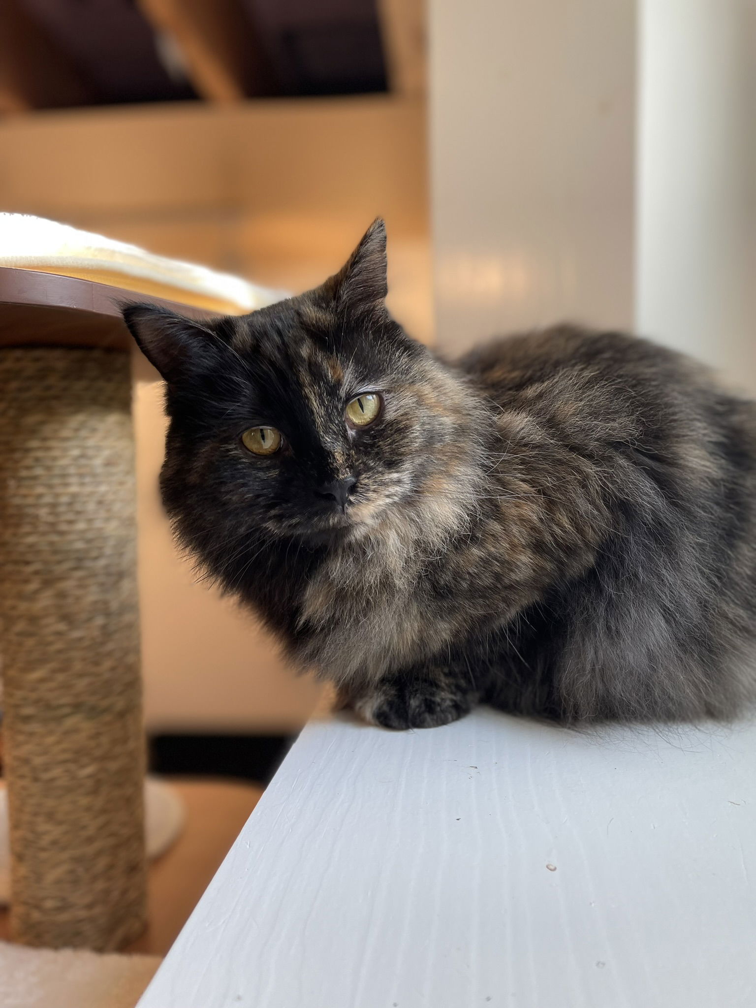 adoptable Cat in Cedar Rapids, IA named Jessa