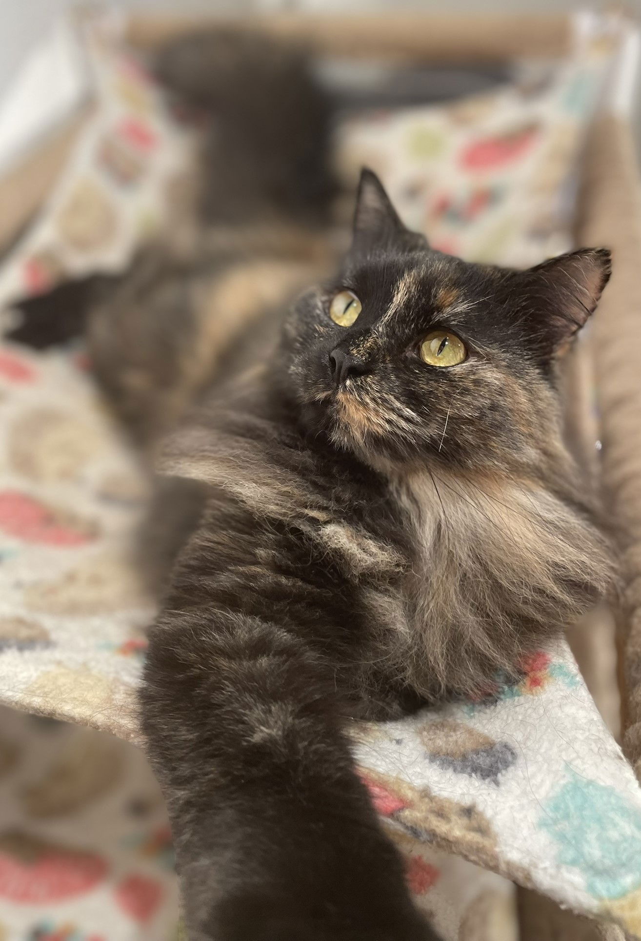 adoptable Cat in Cedar Rapids, IA named Jessa