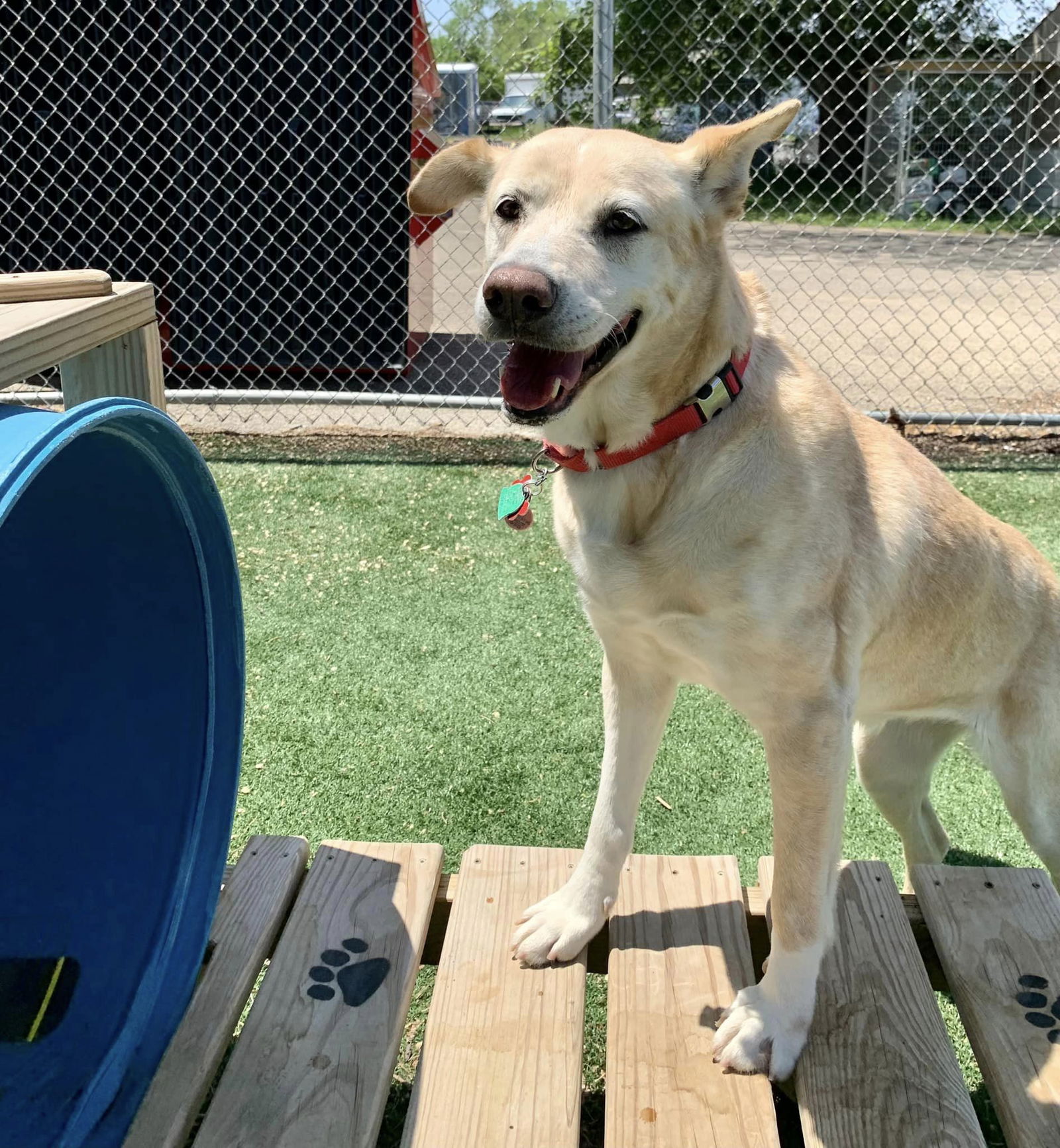 adoptable Dog in Cedar Rapids, IA named Athena